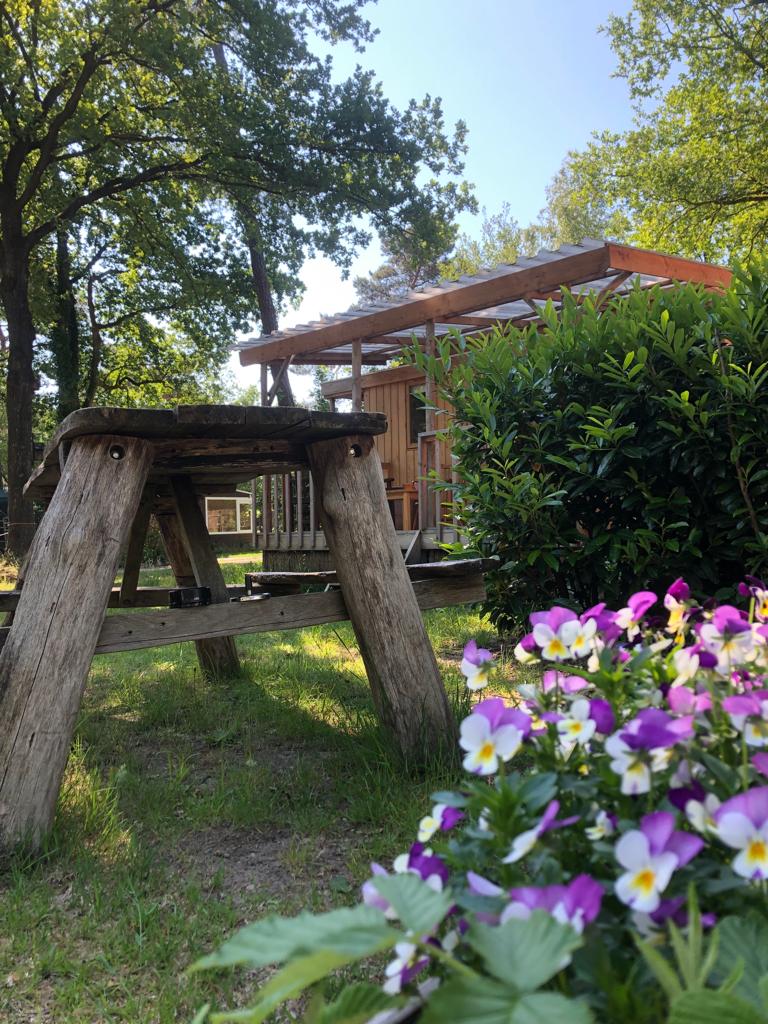 tiny huisje schildpad violen